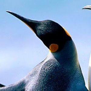 Meet your Posher, Corbin